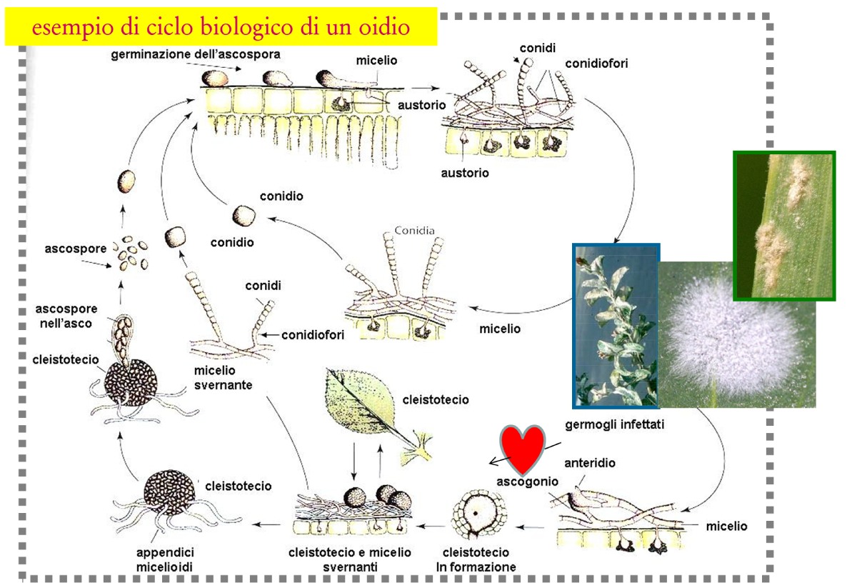 Il ciclo biologico dell'oidio